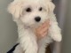 Chiots bichon maltais a donner 