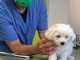 Chiots bichon maltais a donner 