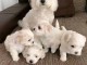 Chiots bichon maltais disponibles a donner 