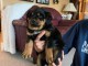 des chiots Rottweiller disponibles à l