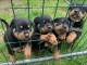 des chiots Rottweiller disponibles à l