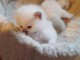 Adorables chatons Ragdoll a donner dés maintenant,2 femelles et 2