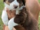 Chiots Berger australien 