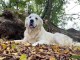 Chien golden Retriever Of Sim 