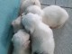  CHIOTS BICHONS Mâles