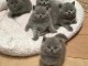 Superbes chatons Ragdoll 