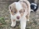 Chiots Berger Australien lof 