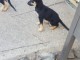 Chiots berger allemand 