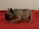 Chiot bouledogue français femelle