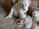 Chiots d’apparence Goldens  retrievers 