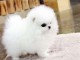 chiot Spitz pomeranian  a donner