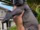 chiot dogue allemand a donner