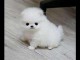 chiot Spitz pomeranian  a donner