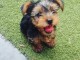 Chiots yorkshire terrier