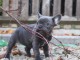 Adorables chiots bouledogues français