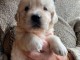 Adorables chiots Golden Retriever