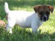 Adorables chiots Jack Russell.