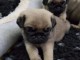 Adorables chiots Carlin