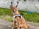 Chatons savannah , serval et caracal disponibles