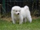 Magnifiques Chiots Spitz Nain Poméranien Pure Race, Très Haute Li