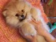 Magnifiques Chiots Spitz Nain Poméranien Pure Race, Très Haute Li