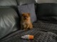 Magnifiques Chiots Spitz Nain Poméranien Pure Race, Très Haute Li