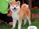 Akita inu chiots, parents champions