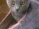 Magnifiques chatons Chartreux disponibles Août 2023