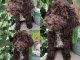 Lagotto Romagnolo chiots à vendre