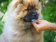 Chow Chow chiot à vendre