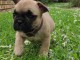 Chiot bouledogue français rouge fauve