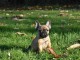 Chiot bouledogue français rouge fauve