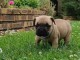 Chiot bouledogue français rouge fauve