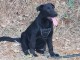 Magnifique petit chiots bergers allemand à adopter très adorables