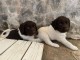 Adorables petit chiots  à adopter très magnifiques 