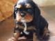 magnifiquee chiot cavalier king charles à adopter