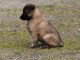 chiot berger belge  a donner