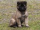 chiot berger belge  a donner