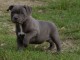 Chiots Staffordshire Bull Terrier a donner