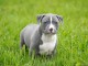 Chiot american staffordshire terrier