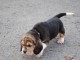 chiot Beagle a donner