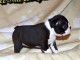 Chiot Boston Terrier  a donner