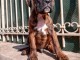 Adorable chiot Boxer a donner