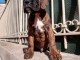 Adorable chiot Boxer a donner