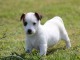 Chiot jack russell a donner