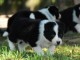 chiots Border collie a donner