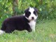 chiots Border collie a donner