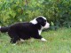 chiots Border collie a donner