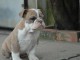 chiot bulldog anglais a donner