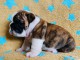 chiot bulldog anglais a donner